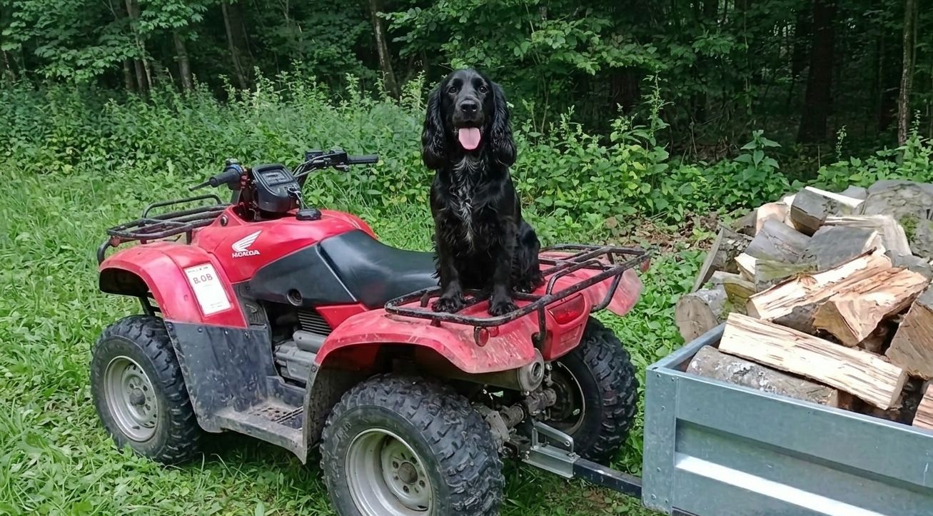 Rekreacja w lesie, pies na quadzie Honda