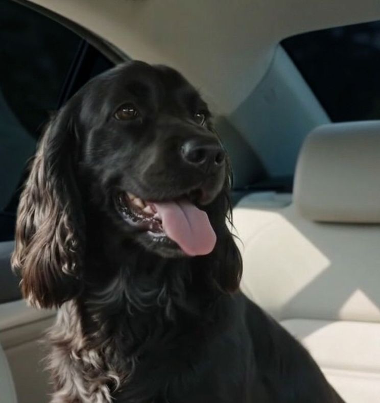 Czarny spaniel w samochodzie
